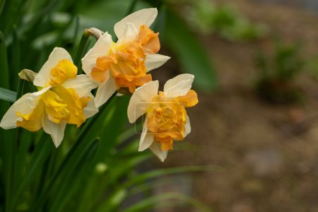 Foto de Hermosas flores de narciso creciendo en un jardín, primer plano. - Imagen libre de derechos