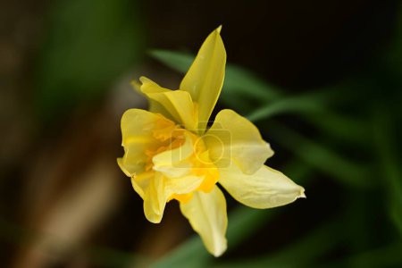 Téléchargez les photos : Belle fleur de jonquille de printemps gros plan - en image libre de droit