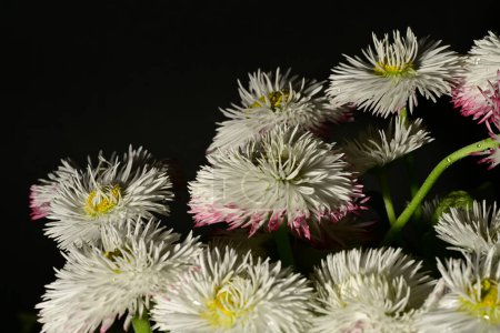 Foto de Hermoso ramo de flores de aster sobre fondo negro - Imagen libre de derechos