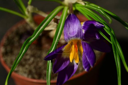 Photo for Beautiful crocus flowers in the pot - Royalty Free Image