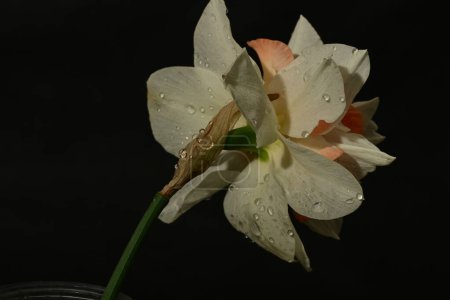 Téléchargez les photos : Belle fleur de narcisse blanche et rose sur fond noir - en image libre de droit