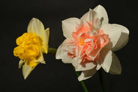 Foto de Hermosas flores de narciso sobre fondo negro - Imagen libre de derechos