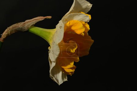 Foto de Hermosa flor de narciso blanco y amarillo sobre fondo negro - Imagen libre de derechos