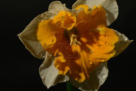 Téléchargez les photos : Belle fleur de jonquille blanche et jaune sur fond noir - en image libre de droit