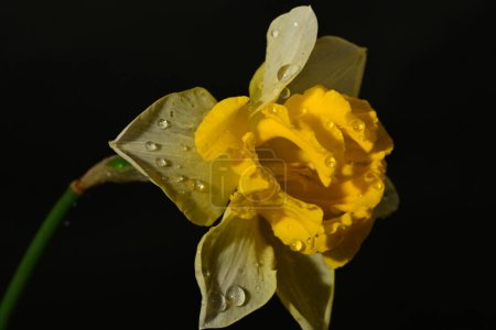 Photo for Beautiful white and yellow daffodil flower on black background - Royalty Free Image