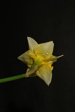 Téléchargez les photos : Belle fleur de jonquille blanche et jaune sur fond noir - en image libre de droit