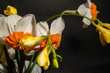 Photo for Beautiful bouquet of daffodils flowers on black background - Royalty Free Image