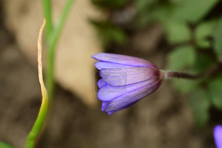 Foto de Flores de anémona violeta creciendo en el jardín - Imagen libre de derechos