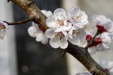 Photo for Beautiful cherry  blossom on tree in the garden - Royalty Free Image
