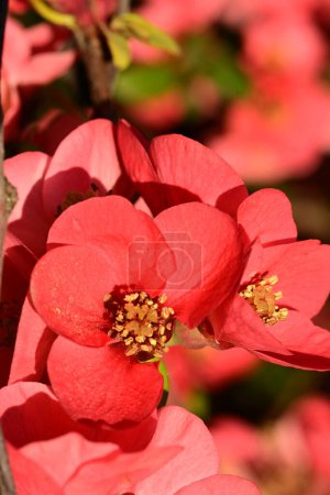 Foto de Hermosa flor de membrillo en el jardín - Imagen libre de derechos