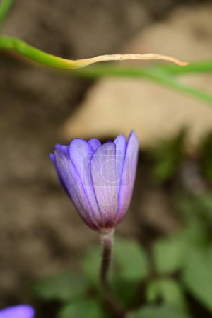 Téléchargez les photos : Fleurs d'anémone violette poussant dans le jardin - en image libre de droit