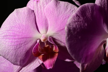 Foto de Primer plano de hermosas orquídeas, flores - Imagen libre de derechos