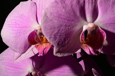 Foto de Primer plano de hermosas orquídeas, flores - Imagen libre de derechos