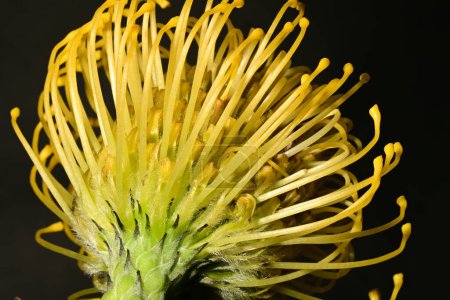 schöne blühende Protea Makro leucospermum auf dunklem Hintergrund 