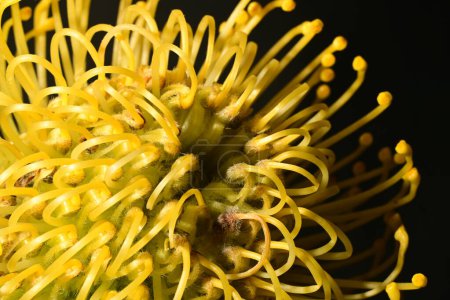 belle protéa en fleur macro leucospermum sur fond sombre 