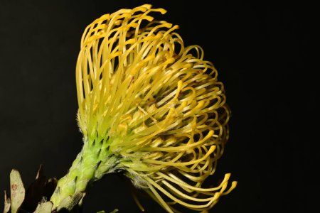 hermosa protea en flor macro leucospermum sobre fondo oscuro 