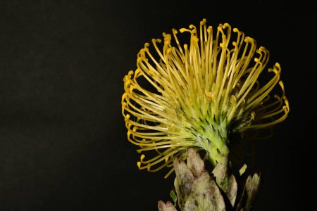 beautiful  protea in bloom macro leucospermum on dark background 
