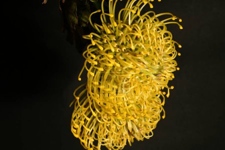 beautiful  proteas in bloom macro leucospermums on dark background 