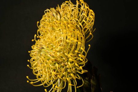 beautiful  proteas in bloom macro leucospermums on dark background 