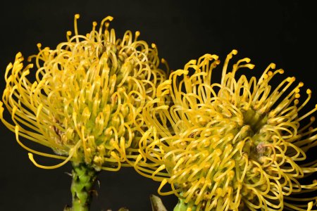 Schöne blühende Proteas Makro-Leukospermums auf dunklem Hintergrund 