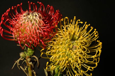 Photo for Beautiful  proteas in bloom macro leucospermums on dark background - Royalty Free Image
