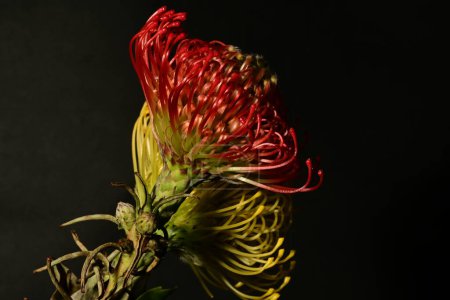 Schöne blühende Proteas Makro-Leukospermums auf dunklem Hintergrund 