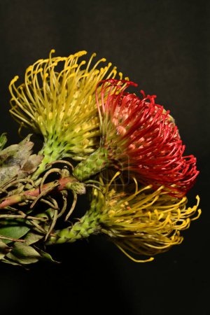 Photo for Close up of a red and yellow protea flowers on dark background - Royalty Free Image