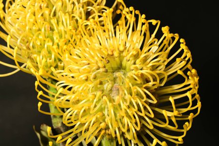 Foto de Primer plano de las flores de protea amarillas sobre fondo oscuro - Imagen libre de derechos