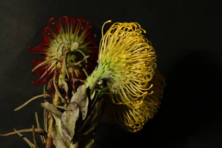 Foto de Primer plano de una flor de protea roja y amarilla sobre fondo oscuro - Imagen libre de derechos