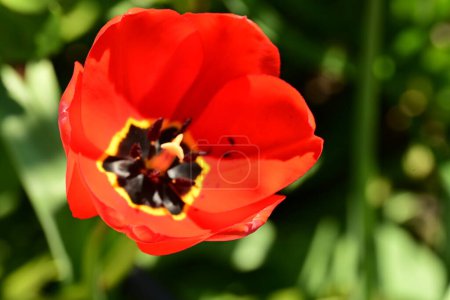 Téléchargez les photos : Fleur de tulipe rouge poussant dans le jardin - en image libre de droit