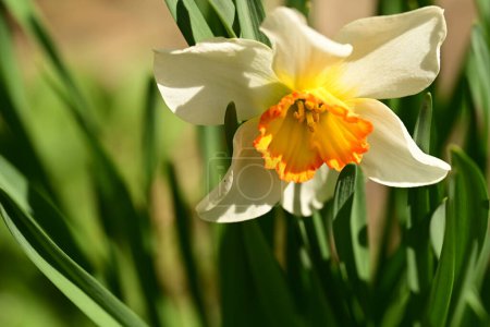 Téléchargez les photos : Belle fleur de jonquille de printemps poussant dans le jardin - en image libre de droit