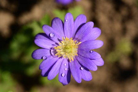 Téléchargez les photos : Fleurs d'anémone violette poussant dans le jardin - en image libre de droit