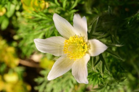 Foto de Hermosa flor de primavera pulsatilla creciendo en el jardín - Imagen libre de derechos
