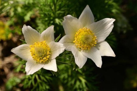 Téléchargez les photos : Fleurs d'anémone blanche poussant dans le jardin - en image libre de droit
