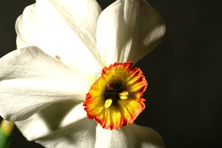 Téléchargez les photos : Belle fleur narcisse blanche et jaune sur fond noir - en image libre de droit