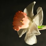 beautiful white and pink narcissus flower on a black background