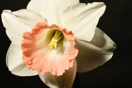 Téléchargez les photos : Belle fleur de narcisse blanche et rose sur fond noir - en image libre de droit