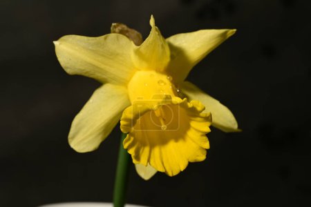 Photo for Beautiful yellow narcissus flower on a black background - Royalty Free Image