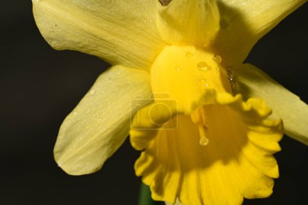 Téléchargez les photos : Belle fleur de narcisse jaune sur fond noir - en image libre de droit