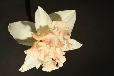 Téléchargez les photos : Belle fleur de narcisse blanche sur fond noir - en image libre de droit