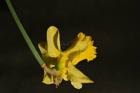 Téléchargez les photos : Belle fleur de narcisse jaune sur fond sombre - en image libre de droit