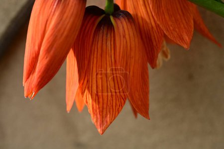 Foto de Primer plano - arriba de la flor de lirio rojo sobre el fondo oscuro, macro - Imagen libre de derechos