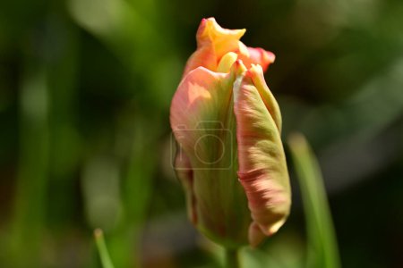 Téléchargez les photos : Belle fleur de tulipe de printemps poussant dans le jardin - en image libre de droit