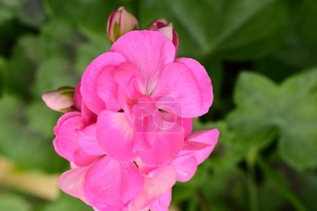 Foto de Flores de color rosa en la naturaleza, flora - Imagen libre de derechos