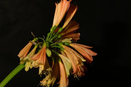 Téléchargez les photos : Fleurs clivia orange sur fond sombre - en image libre de droit