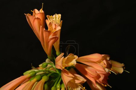 Téléchargez les photos : Fleurs clivia orange sur fond sombre - en image libre de droit