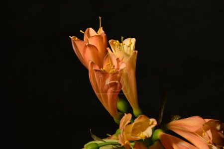Foto de Flores de clivia naranja sobre fondo oscuro - Imagen libre de derechos