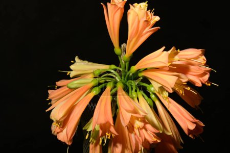 Orangefarbene Clivia-Blumen auf dunklem Hintergrund