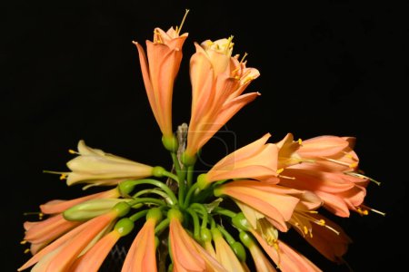 Photo for Orange clivia flowers on dark background - Royalty Free Image