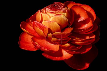 Téléchargez les photos : Gros plan de rose rouge sur fond sombre - en image libre de droit